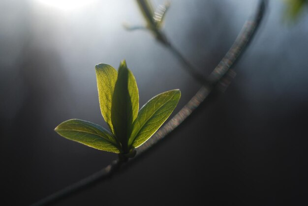 Las pequeñas hojas de primavera crecen, la luz de fondo