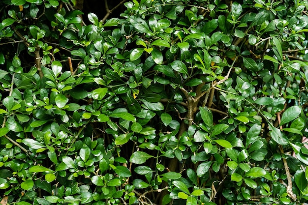 Pequeñas hojas verdes para fondo y papel tapiz