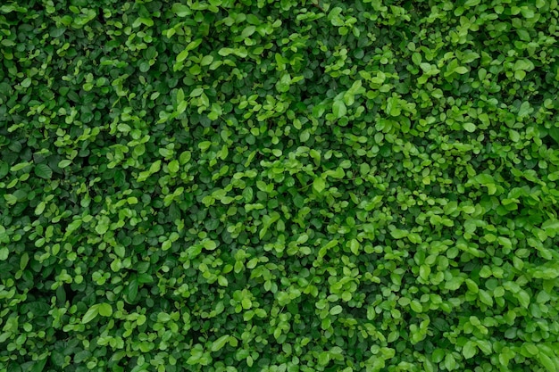 Pequeñas hojas verdes en el fondo de textura de la pared de cobertura Planta de cobertura verde de primer plano en el jardín Eco