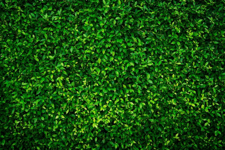 Foto pequeñas hojas verdes con textura de fondo con un hermoso patrón entorno limpio planta ornamental