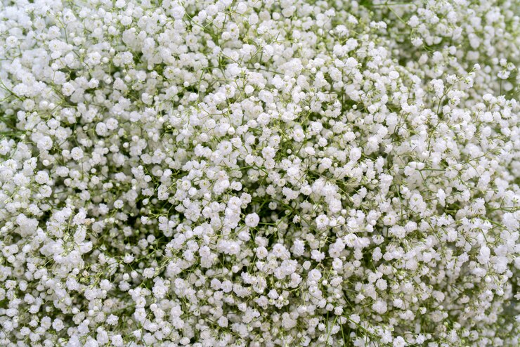 Foto pequenas lindas flores decorativas.