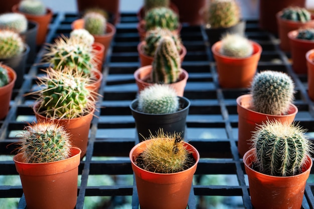 Pequeñas macetas decorativas con flores de cactus. vista desde