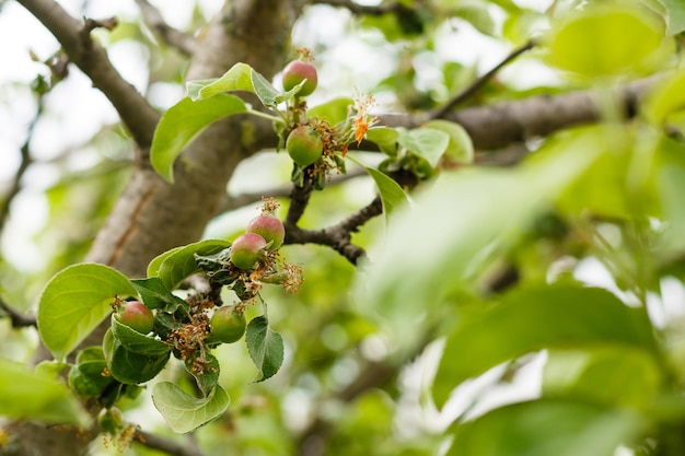 pequeñas manzanas jóvenes que crecen en un árbol