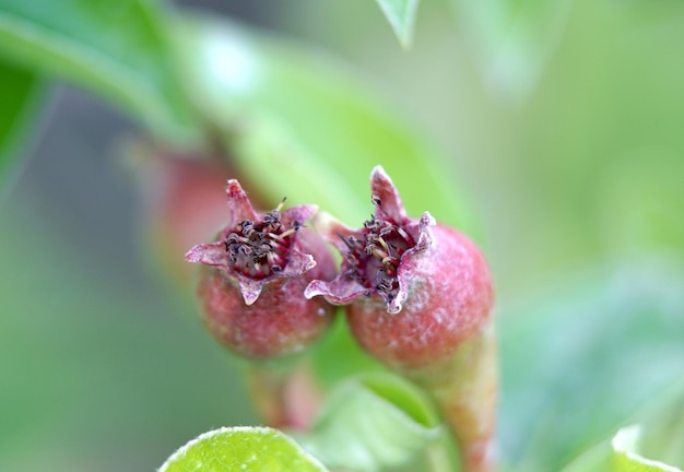 pequeñas manzanas jóvenes que crecen en un árbol