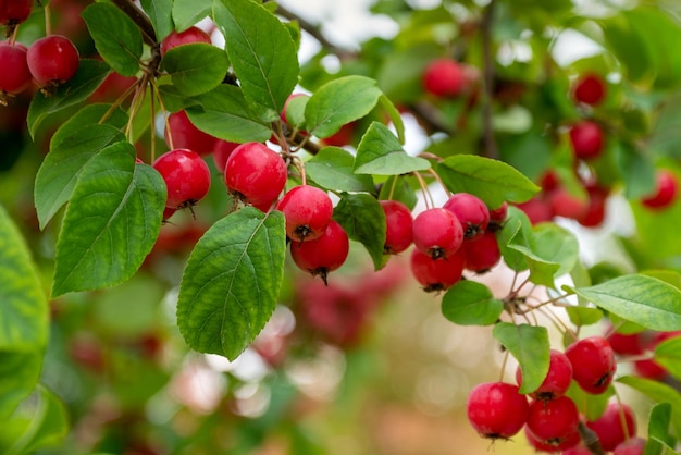 Pequeñas manzanas rojas maduras en la rama del árbol entre hojas verdes en el huerto