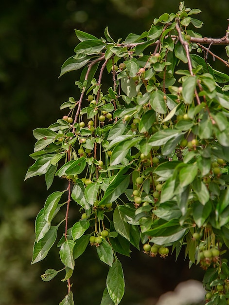 Pequeñas manzanas silvestres de cuajo Para variedades de Malus pumila