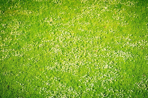 Pequenas margaridas brancas em um gramado verde no fundo da vista superior da primavera