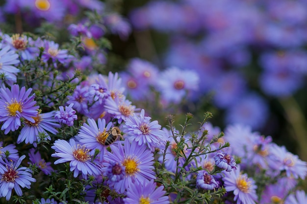 Pequeñas margaritas moradas en un jardín