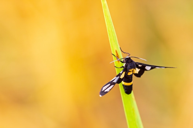 Pequeñas mariposas que aterrizan en las hojas de arroz en los campos de arroz y la luz del sol de la mañana.