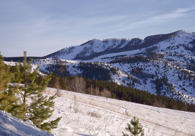 Pequeñas montañas de pino azul cubiertas de nieve y árboles cielo azul claro con nubes plumosas