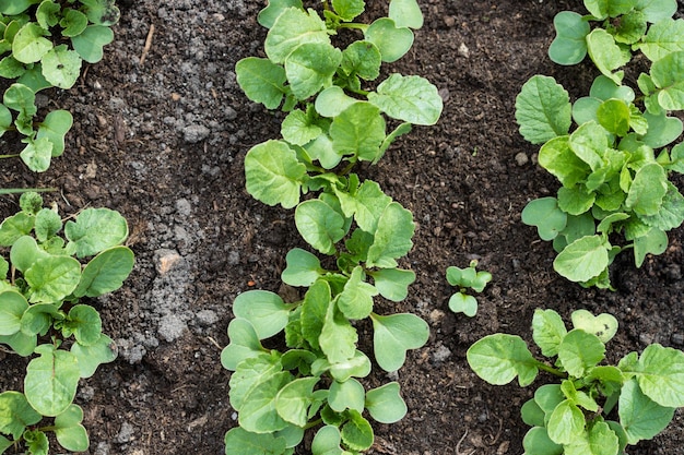 Pequenas mudas de pepino no chão Vista de cima Conceito de legumes caseiros