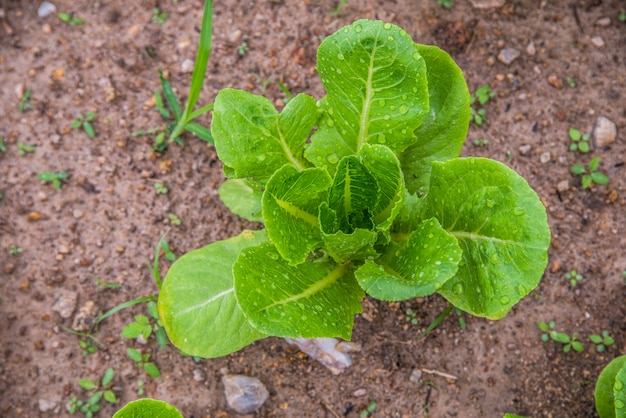 Pequenas mudas de salada verde na horta