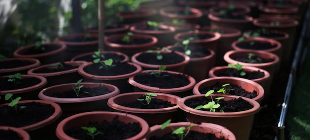 Pequenas mudas em terra preta em vasos marrons em cima da mesa. Jardim e jardinagem