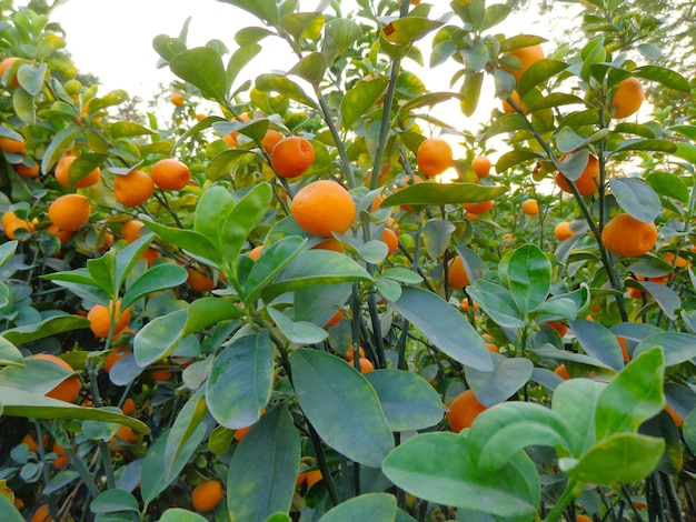 Pequeñas naranjas en un árbol