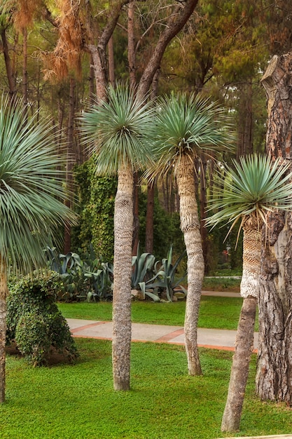 Pequeñas palmeras en un césped verde iluminado por un sol brillante