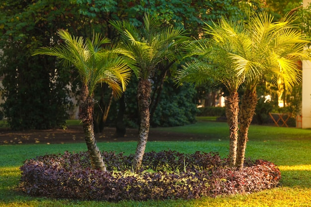 Pequeñas palmeras en un césped verde iluminado por un sol brillante