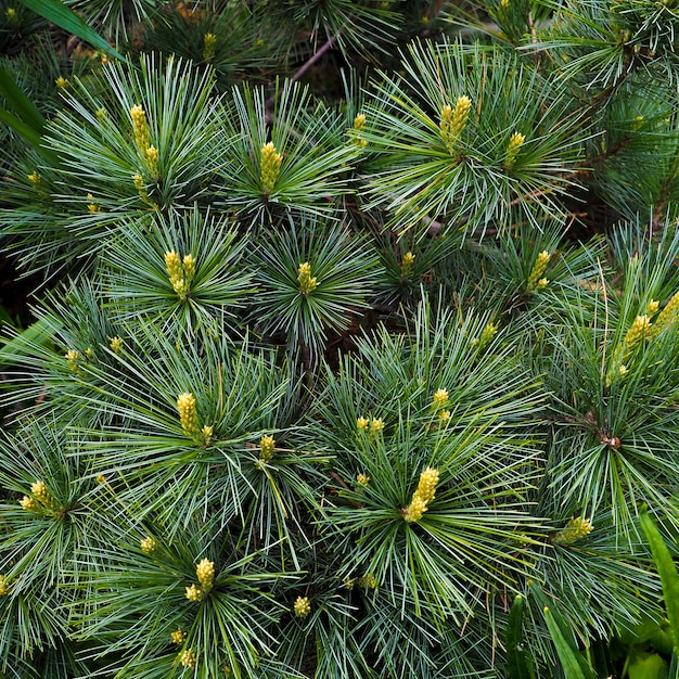 Pequenas pinhas no final dos galhos.