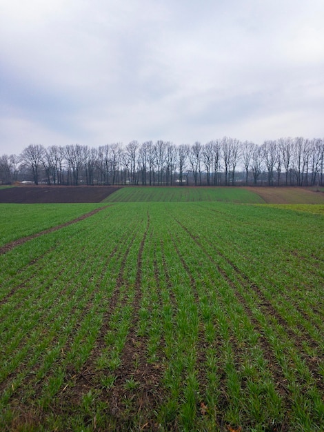 Pequeñas plantaciones con cultivos