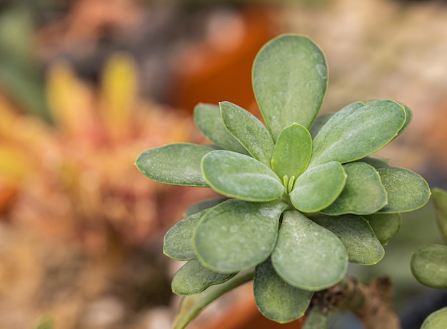 Pequeñas plantas de cactus y desierto