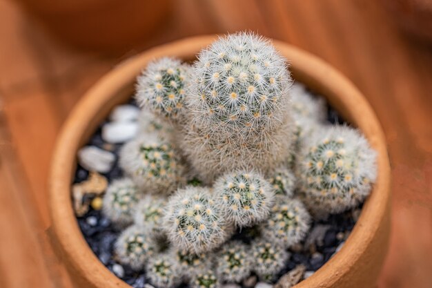 Pequeñas plantas de cactus y desierto