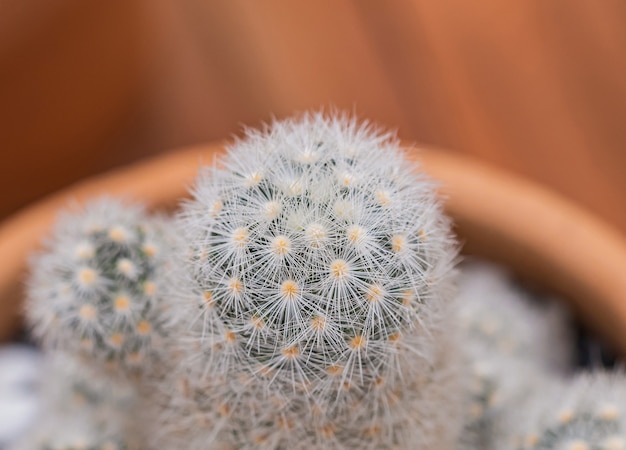 Pequeñas plantas de cactus y desierto