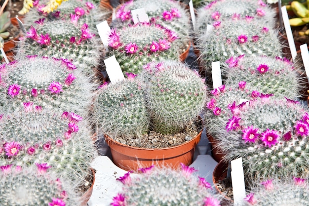 Pequeñas plantas de cactus en un mercado durante un día soleado