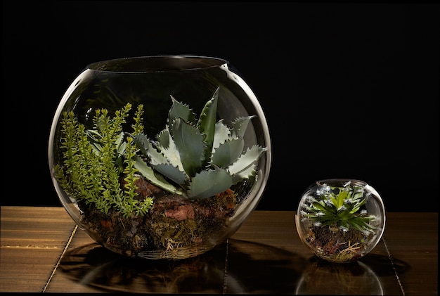 Pequenas plantas de decoração em uma floresta de garrafas de terrário de jardim de vidro em uma jarra