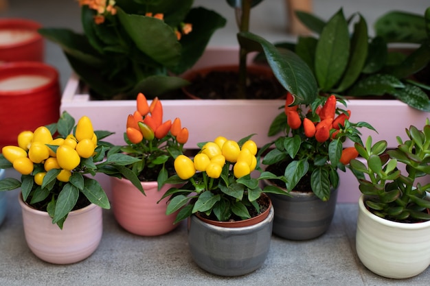 Pequeñas plantas decorativas de ají crecen en macetas de barro en el mini jardín de la casa.