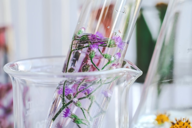 Pequenas plantas em tubo de ensaio para pesquisa em medicina biotecnológica.