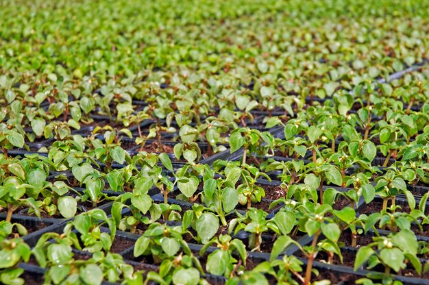 pequeñas plantas de flores