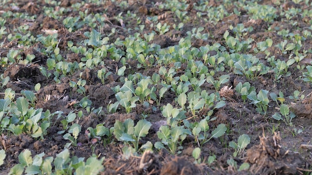 Pequeñas plantas de mostaza que crecen en los campos