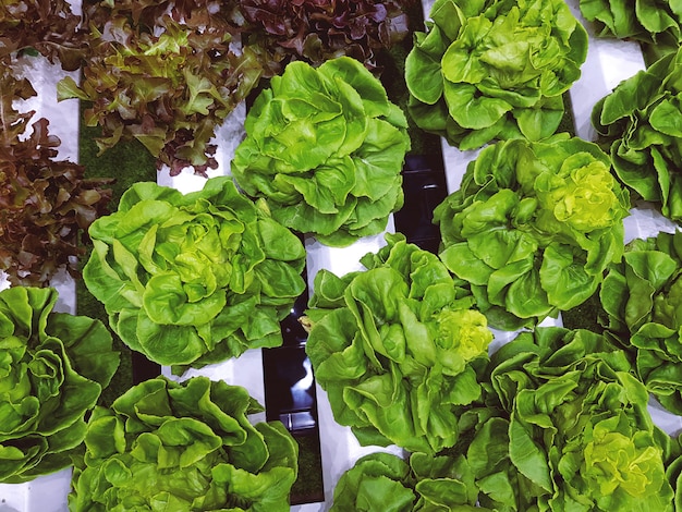 Pequeñas plantas orgánicas para una ensalada saludable