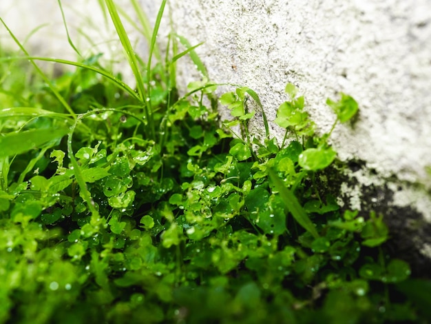Foto pequeñas plantas orgánicas y hierba que crece en el borde de una pared