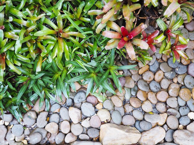 Pequeñas plantas y piedras en el suelo en el jardín.