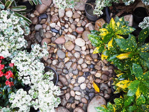 Pequeñas plantas y piedras en el suelo en el jardín.