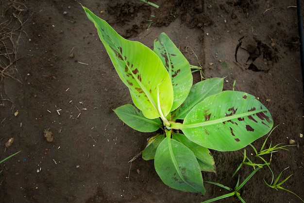 Las pequeñas plantas de plátano están creciendo