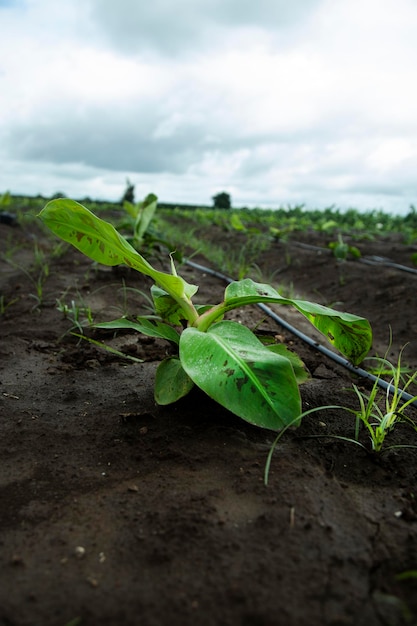 Las pequeñas plantas de plátano están creciendo