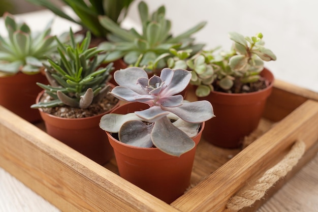 Pequeñas plantas suculentas crecen en macetas sobre una bandeja de madera vista desde arriba. plantas escandinavas en casa