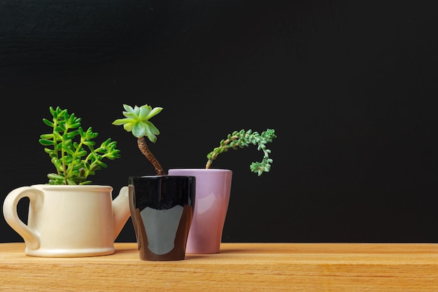 Pequenas plantas suculentas em vasos no interior da casa