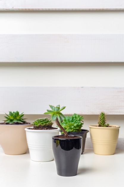 Pequeñas plantas suculentas en macetas en casa interior con copyspace