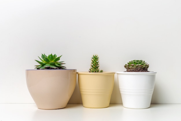 Pequeñas plantas suculentas en macetas en casa interior