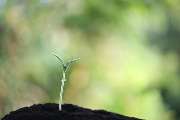 Pequeñas plantas verdes jóvenes que crecen