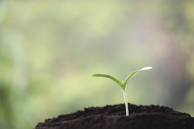 Pequenas plantas verdes jovens crescendo