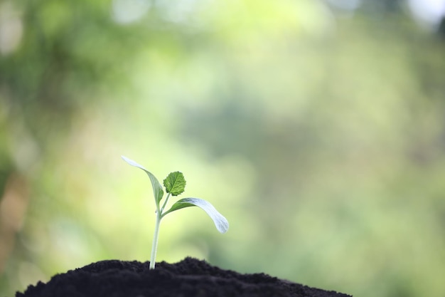 Pequenas plantas verdes jovens crescendo