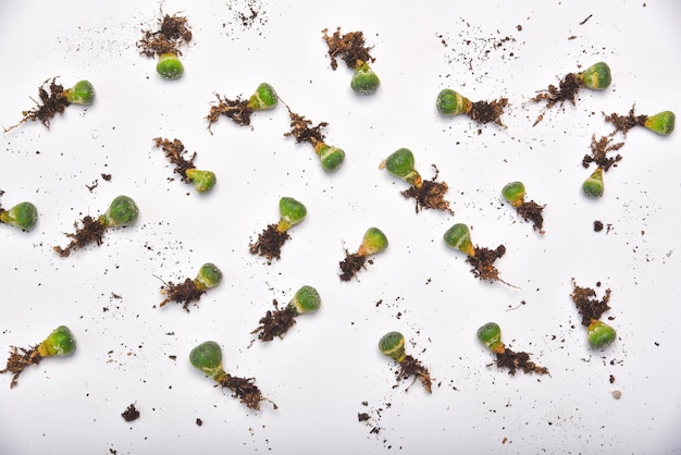 Foto pequeñas plántulas de cactus con raíces largas preparación de plantas de interior para replantar pasatiempo de estilo de vida de la ciudad para la decoración del hogar