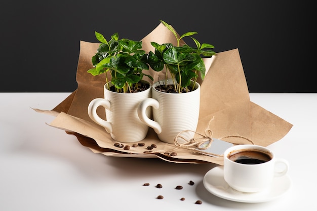 Pequeñas plántulas de cafeto en una taza blanca