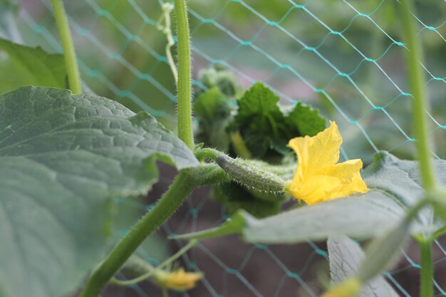 Pequeñas plántulas de pepino con flores de pepino en jardín de invernadero