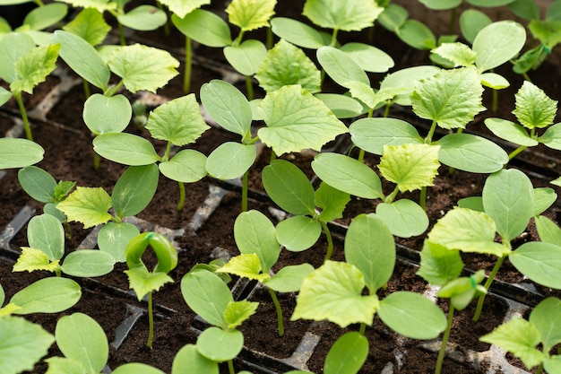 Pequeñas plántulas que crecen en bandeja de plástico para cultivo en vivero verde con plantas orgánicas vegetales