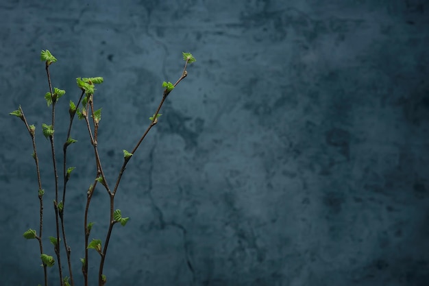 pequeñas ramas con hojas de brotes / fondo de primavera, concepto frescura botánica juventud