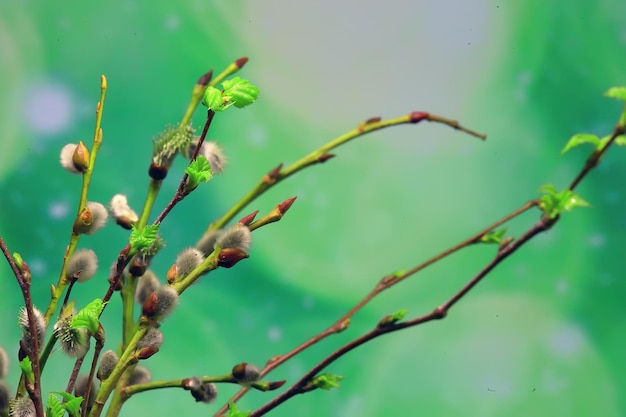 pequeñas ramas con hojas de brotes / fondo de primavera, concepto frescura botánica juventud